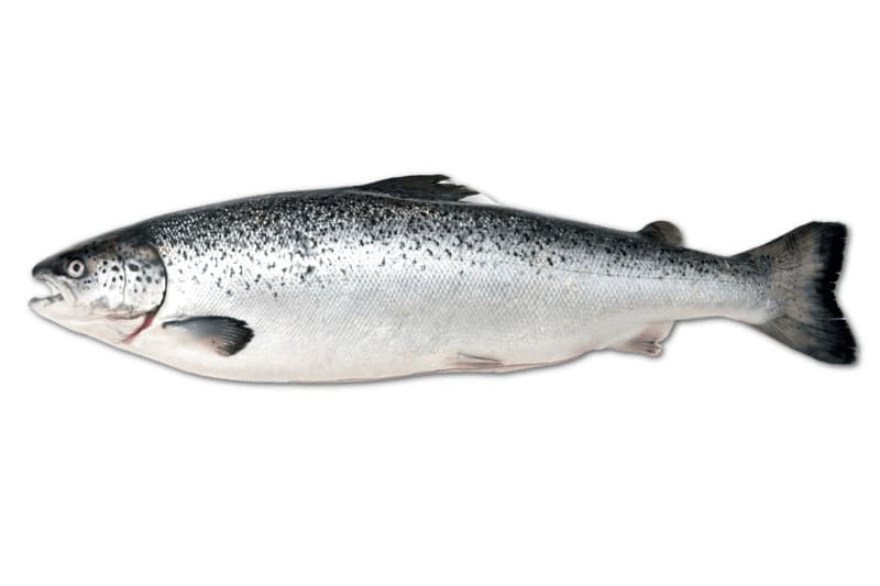Whole Norwegian Salmon