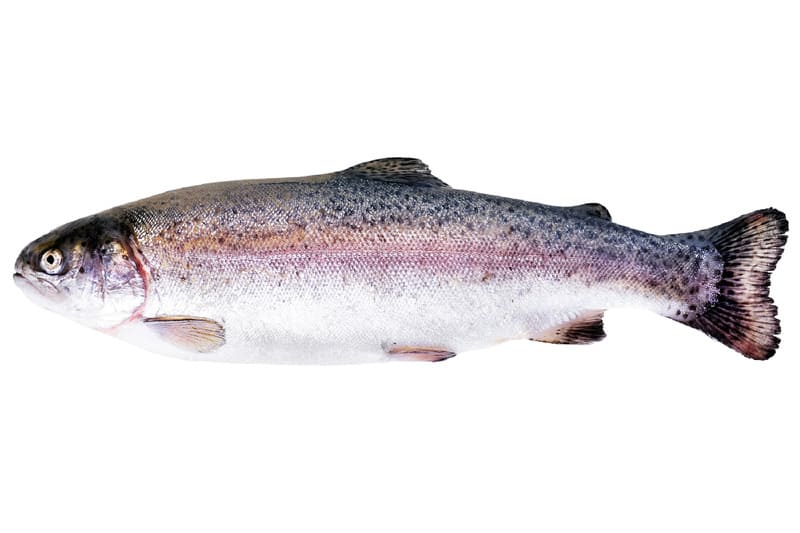 Whole Rainbow Trout